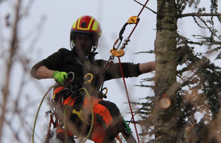 Baumfällung mittels Seilklettertechnik für Problembaumfällungen und für den beengten Raum