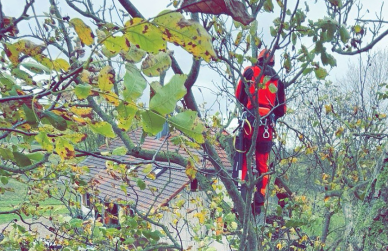 Baumpflege Rückschnitt eines Walnuss-Baumes mit Seilklettertechnik