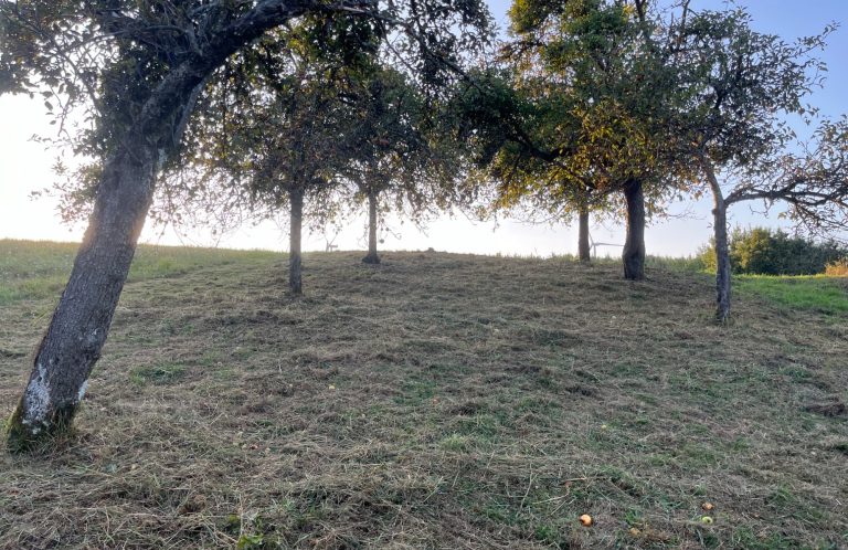 Pflege einer Streuobstwiese, jährliche Mahd mit Freischneider oder Traktor mit Mulcher mit einem alten Baumbestand